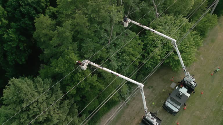 How Our Tree Care Process Works  in  Leith Hatfield, PA